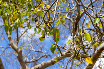 Manchineel tree with poisonous fruits at Playa Jeremi on the Caribbean island Curacao