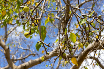 Manchineel tree with poisonous fruits at Playa Jeremi on the Caribbean island Curacao