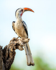 Jackson's Hornbill sitting on a stump in Kenya