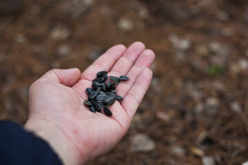 Hands holding sunflower seeds . Copy space