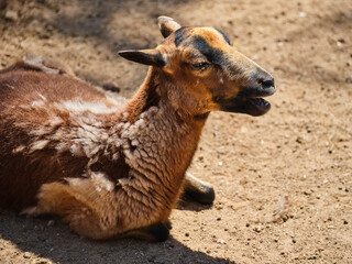 beautiful sheep on a farm