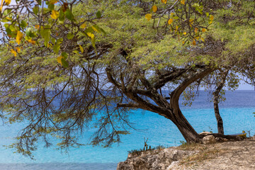 Big tree and the Caribbean sea in different shades of blue at Playa Jeremi on the Caribbean island Curacao