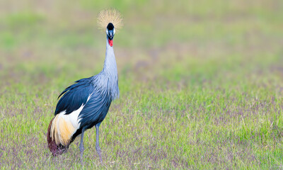 Gray crowned crane in the African savanna