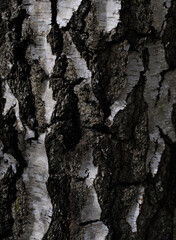bark of a tree (Silver Birch)