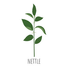 Nettle. Medicinal plants. Vector illustration.