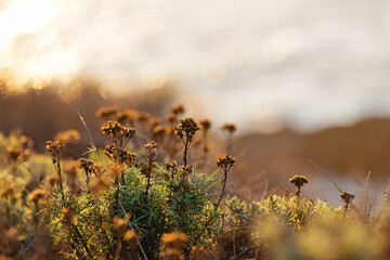 Dry grass on the coast in a sunset light close-up