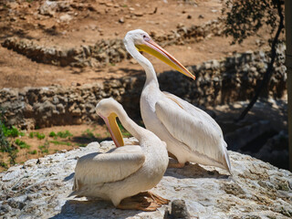beautiful white big pelicans in nature