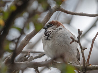 House sparrow, Haussperling (Passer domesticus)