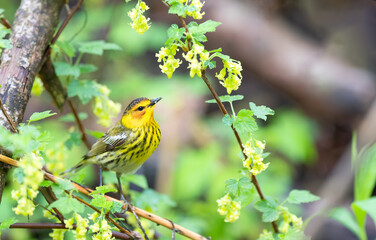 Cape May Warbler perched on a tree