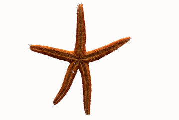 Seesterne haben biologische Klebstoffe zum Anhaften.