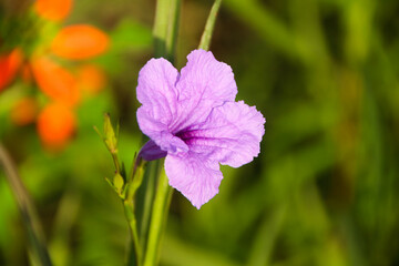 Obraz premium purple flowers in the garden