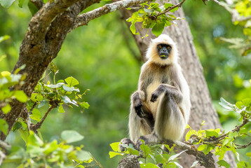 Black Footed Gray Langur chilling on a tree