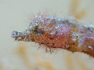 Pygmy Pipehorse (Acentronura breviperula)
