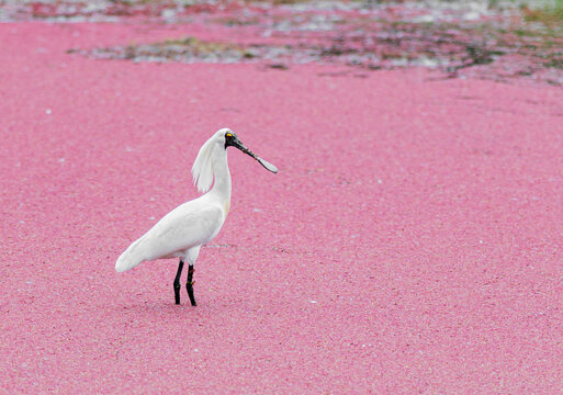 Black Faced Spoonbill In A Lake Covered In Red Algae