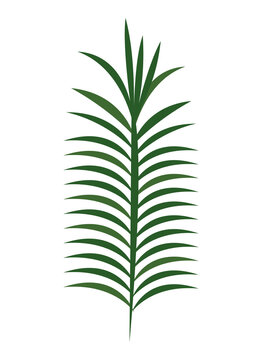 tropical leaf palm