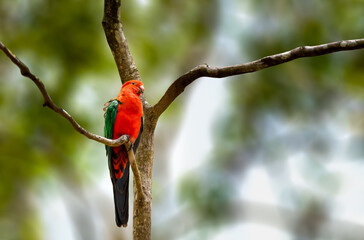 Australian king parrot perched on a tree © Rajh