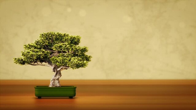 Beautiful Japanese bonsai tree with free space