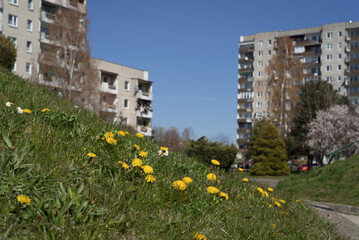 SPRING - Dandelions on the lawn of a housing estate in the city
