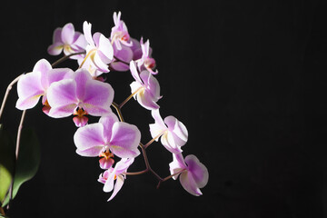 Fototapeta na wymiar Orchids purple-white buds. Orchid on a dark background. Phalaenopsis bud. A branch of flowers. Delicate flower. Place for text. Black background copy space.