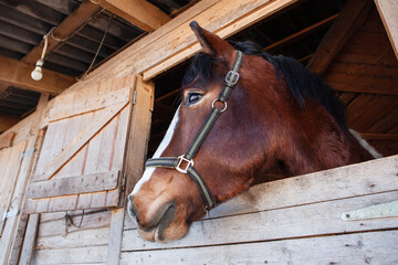 Horse's head peeking out the window.