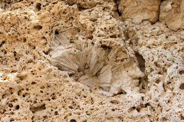 Coral cliff at the shore of Playa Jeremi on the Caribbean island Curacao