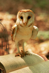 Owl on an open book. Brown background. Education. Vertical photo.