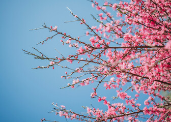 Flowers and Scenery