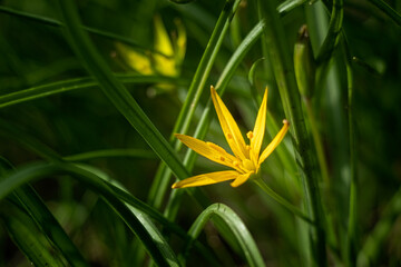 Yellow Star Of Bethlehem (Gagea Lutea), Yellow Spring Flowers close up. Green grass. Star like flower. - 500449395