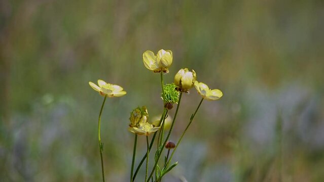 Ranunculus. Spring. Almaty region, Kazakhstan.