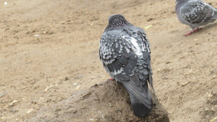 #dove #pigeon #nature