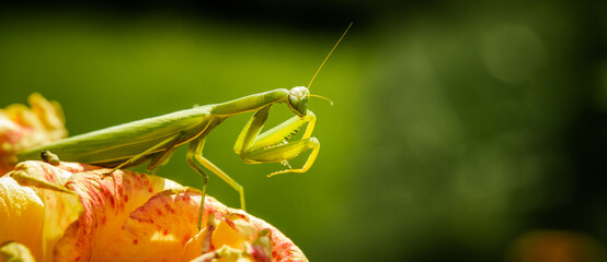 Macro shot of a Green praying mantis in defensive pose. Close up photo of mantis religiosa on the green background.