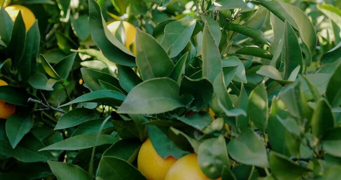 Ripe orange growing on tree at sunlight