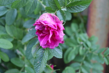 #pink #flower in #garden
