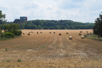Obraz premium bales in the field