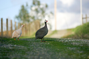 Guinea Hen Walking Across Road - Guineafowl 