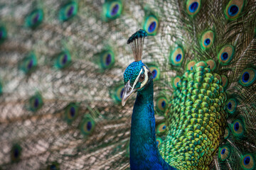 Fototapeta na wymiar portrait of a peacock