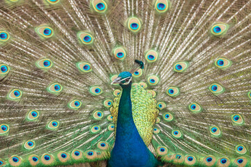 Naklejka premium Peacock with feathers out