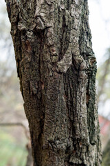 texture bark of a grey tree