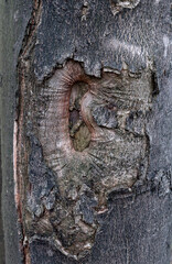 texture bark of a grey tree