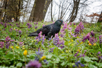 grey dove on the grass in spring blue flowers in park