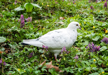 white dove on the grass in spring blue flowers in park