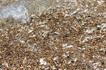 Corals washed to the shore of Playa Jeremi on the Caribbean island Curacao