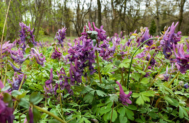 Obraz premium beautiful flowers in the spring garden