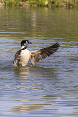 country goose branta canadensis