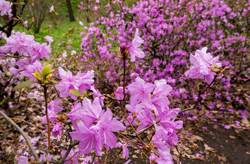 pink azalia flowers in spring garden - obrazy, fototapety, plakaty