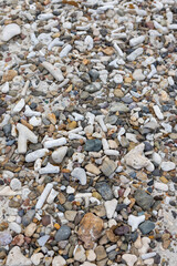 Corals washed to the shore of Playa Jeremi on the Caribbean island Curacao