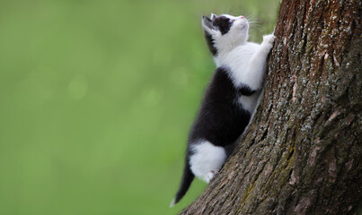 Fototapeta premium Funny black and white cat climbed a tree trunk. Isolated on greenspring background with copy-space.