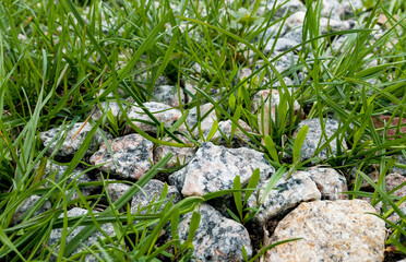 green grass and grey stones