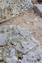 Coral rock at the shore of Playa Jeremi on the Caribbean island Curacao