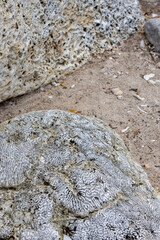 Coral rock at the shore of Playa Jeremi on the Caribbean island Curacao